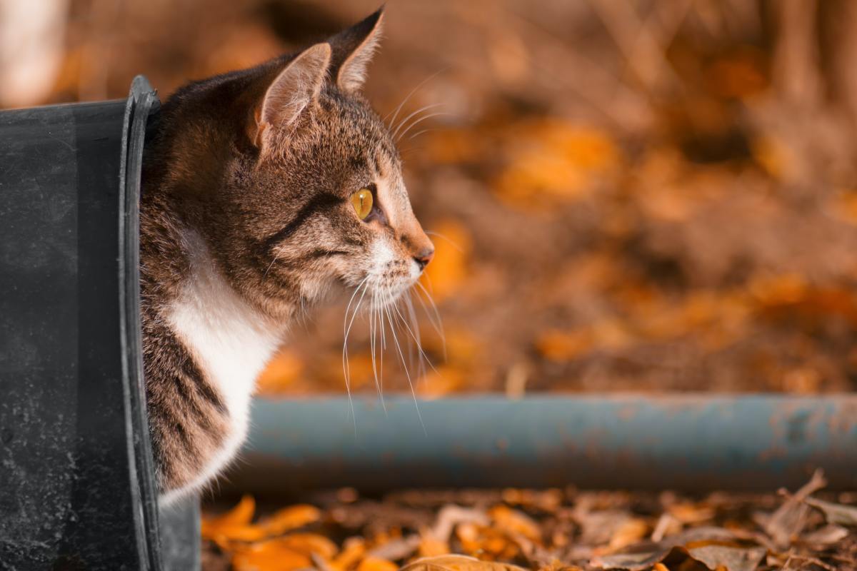 Cats' Sneaky Way of Getting Away With 'Being Bad' Works Like a Charm PetHelpful News