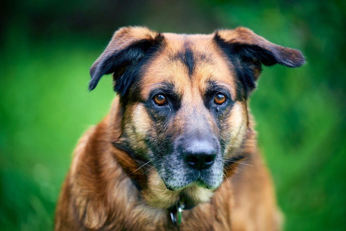 Dog's Disgusted Reaction to a Banana Makes Us LOL - PetHelpful