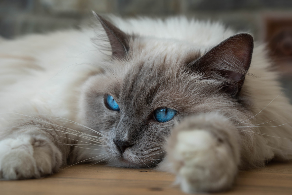 Ragdoll Cat's Angry Glare Is All of Us When We've Had Enough Pet News