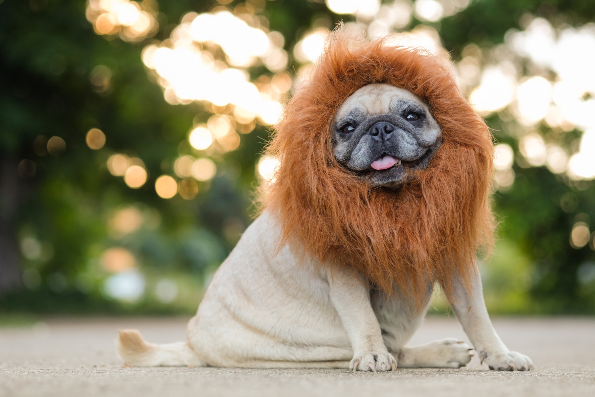 Dog Dressed As Lion Prank at Paul Bow blog