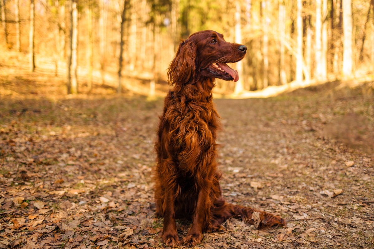 Handsome Irish Setter Shows Off His On-point Fall Wardrobe - Pethelpful 