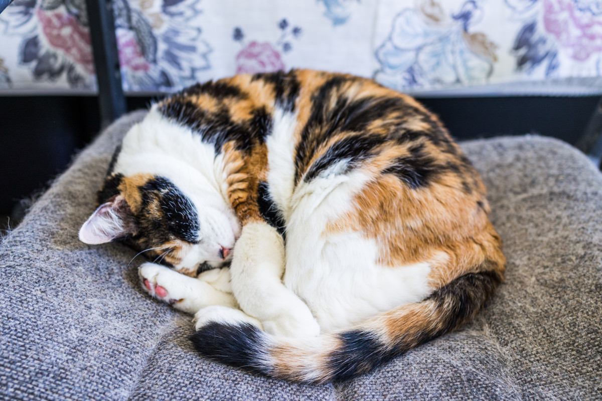 Calico Cat's Adorable Cuddles With Dad Can Turn Anyone Into a Cat