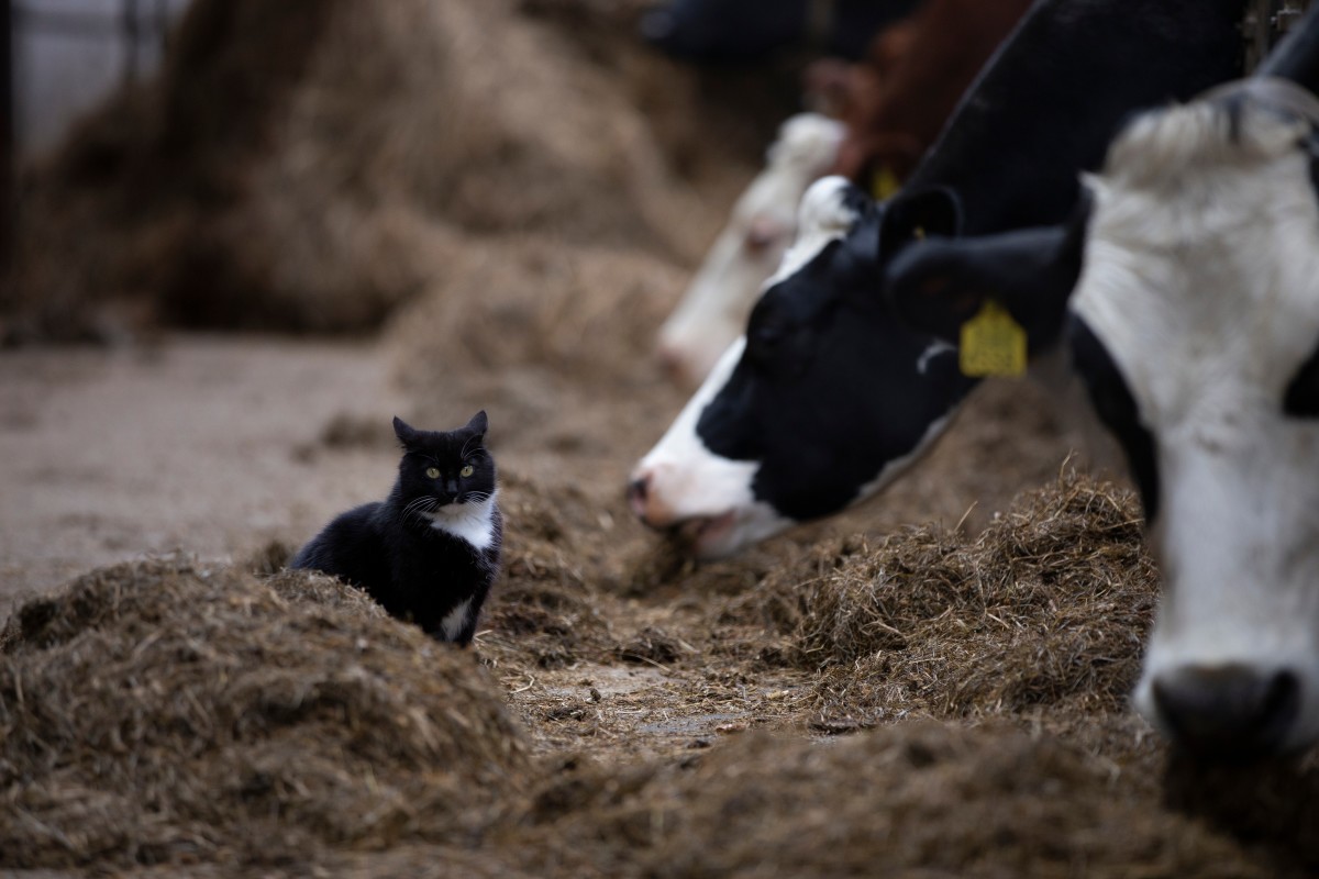 Cat's Sweet Friendship With Cows Is So Pure and Beautiful - PetHelpful News