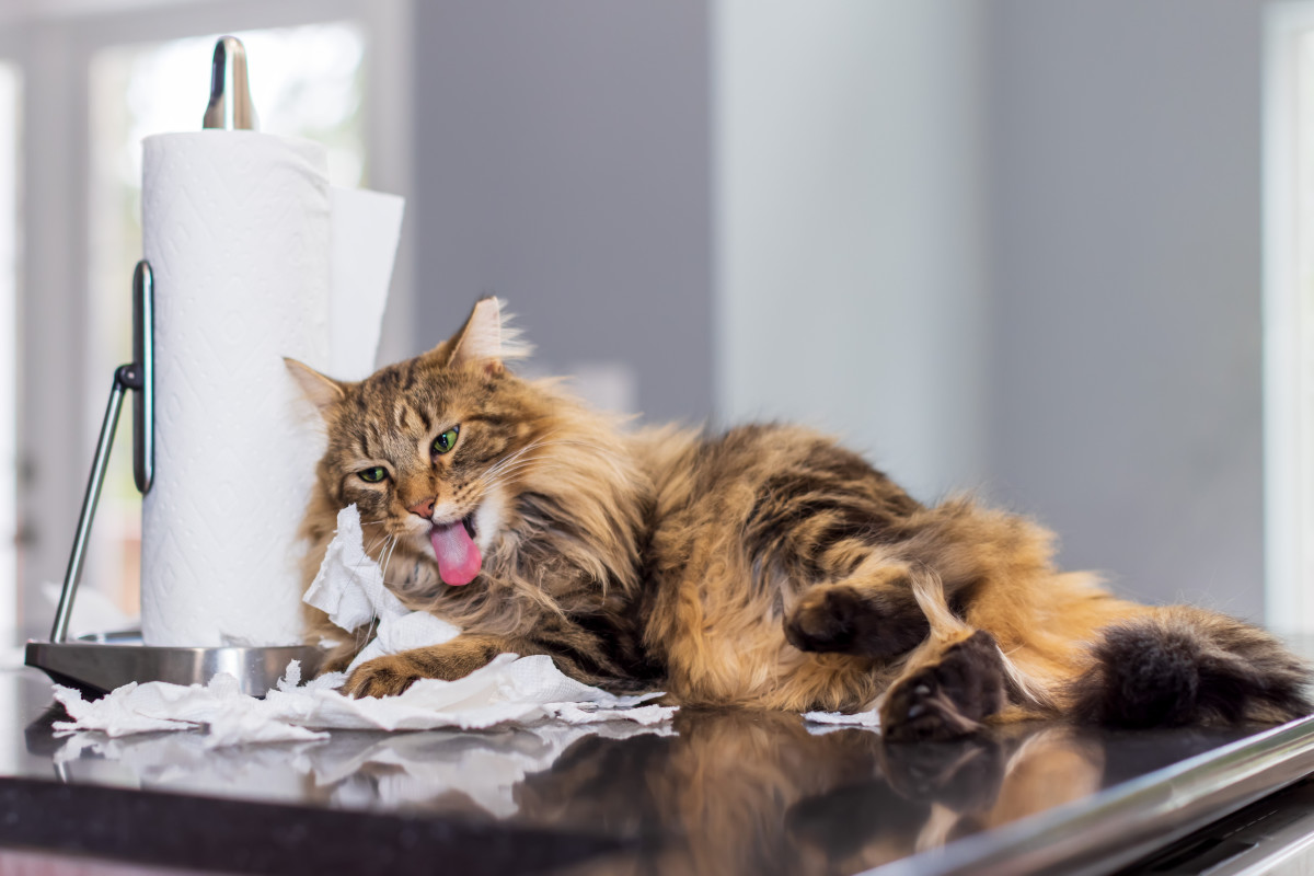 Cat's Insistence on Destroying Paper Towel Rolls Cracks Us Up