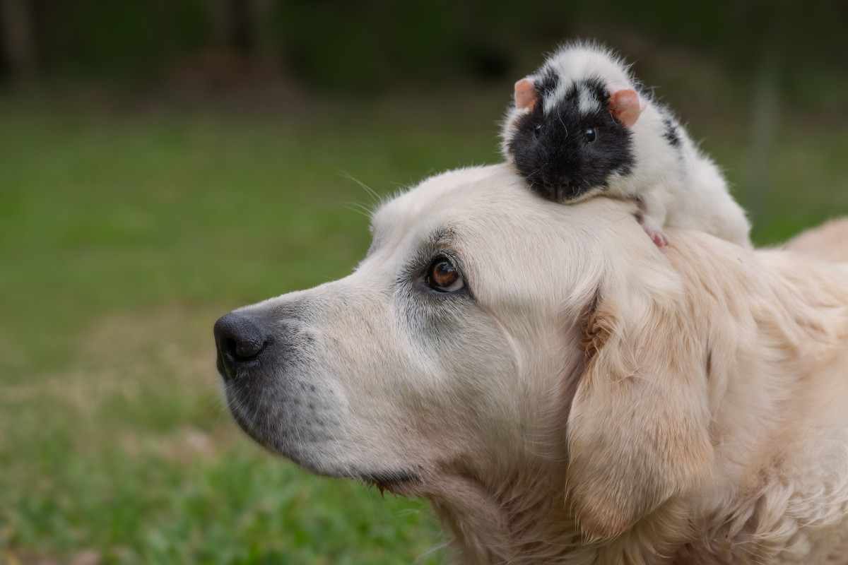 Golden Retriever's Reaction to Seeing a Friend at Petco Is a Love Story