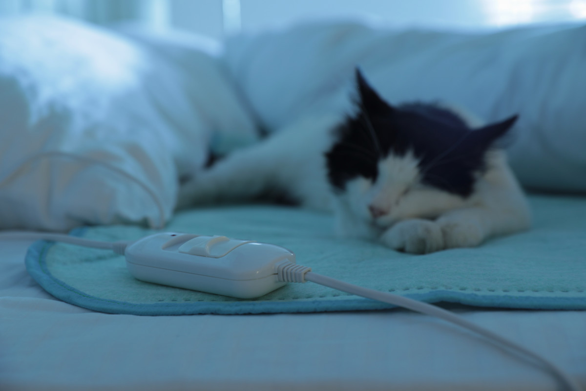 Cat's Cute Way of Asking Mom to Turn on the Heating Pad Is Too Sweet