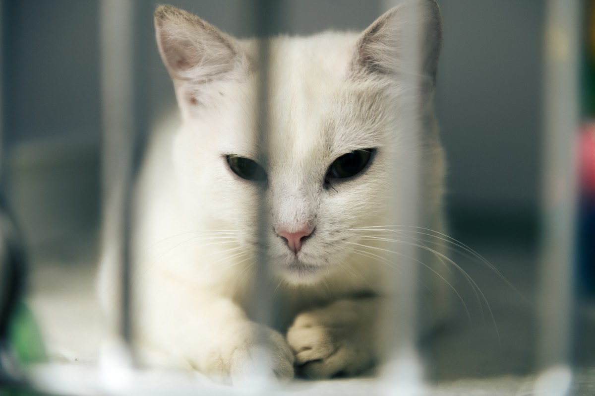 Cat Awaiting Adoption at Florida 'PetSmart' for Nearly 200 Days Is