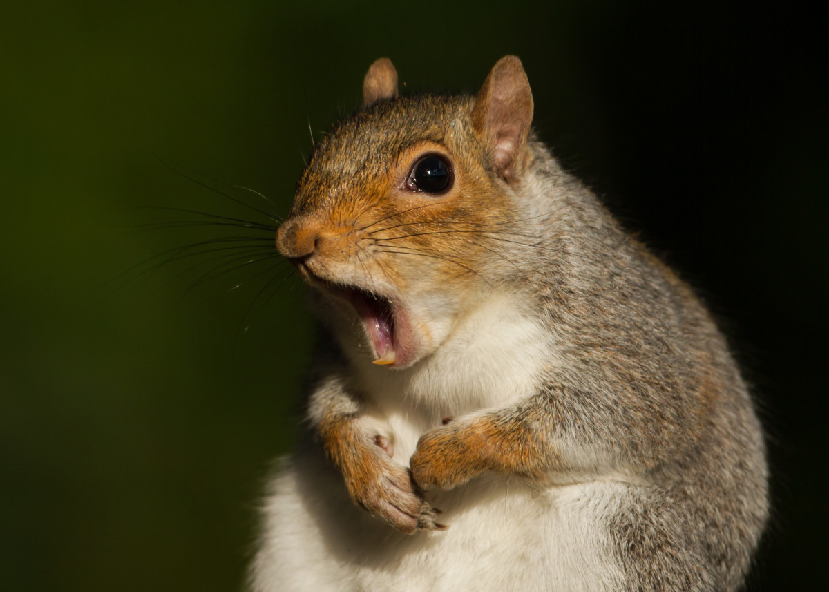 Pet Squirrel Looks Like A Princess In Her Pretty Little Dress Pet News