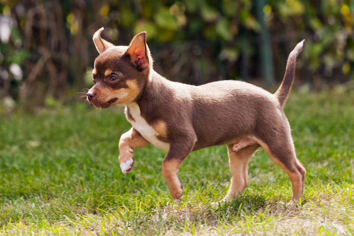 Chihuahua's Impressive Acting Skills Are Totally Oscar-Worthy - PetHelpful
