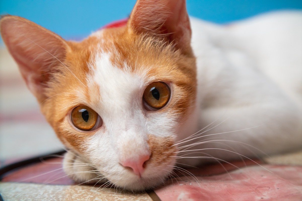 Cat's Annoyed Reaction to Hearing Dad Cough Cracks Us Up PetHelpful News