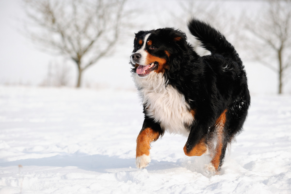 Video of Hockey Dogs and Their 'Problems' Is Absolutely Adorable ...