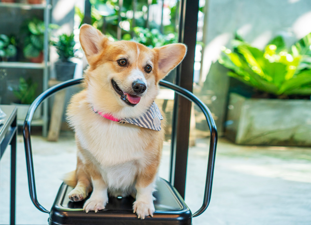 TikToker Shows Off NYC's Dog Cafe and We're Ready to Book a Flight ASAP