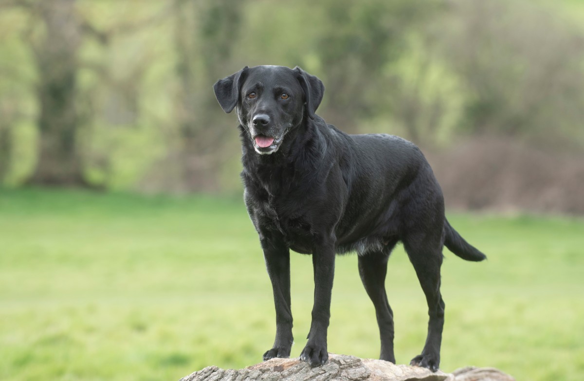 Senior Rescue Lab's Impressive Weight Loss Inspires Us to Hit the Gym ...