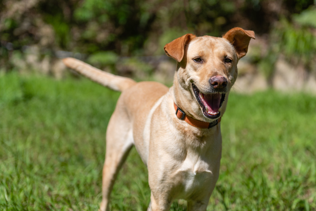 Dog Who's Been at Houston Shelter for 150 Days Is Waiting for His ...