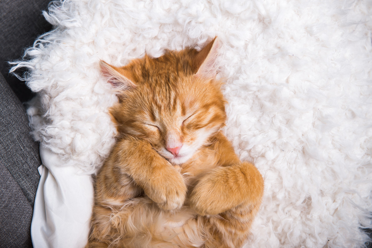 Kitty Getting A Visit From The Tooth Fairy Is The Cutest Thing Ever