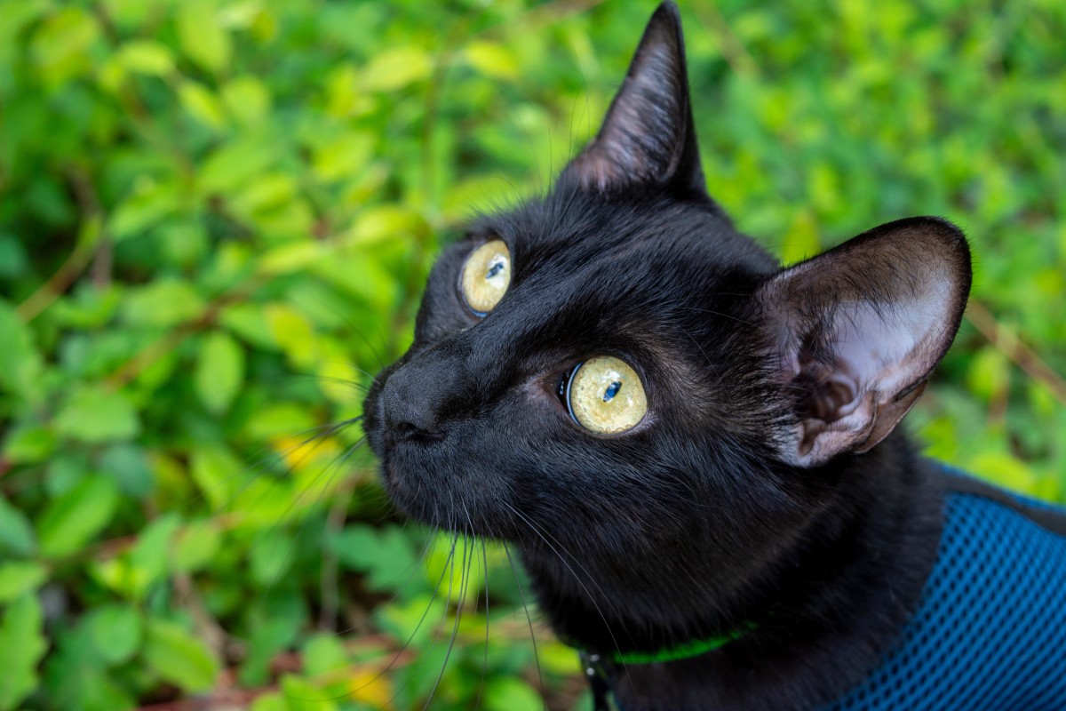 Backpacking Cat's Cuddles With Dad Have Us Envious of Their Connection