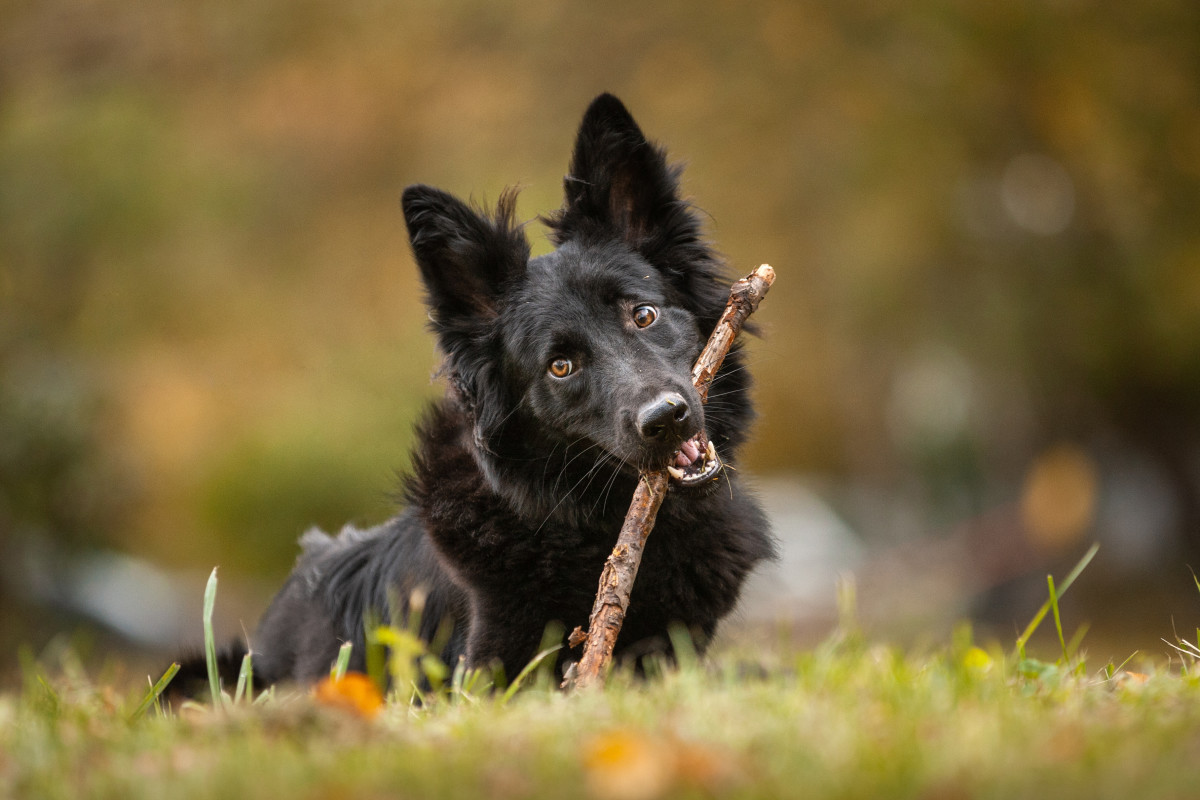 Dog Stick Library in a Neighborhood Is a Stroke of Genius Pet News