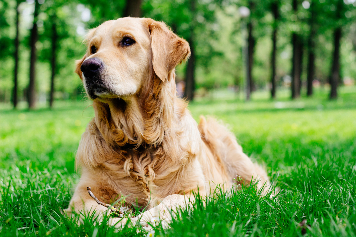 Golden Retriever's Love for His Neighbor's Cows Is So Beautiful ...