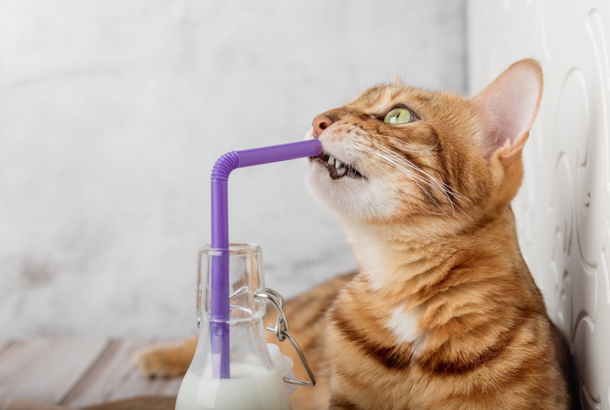 Cat Hilariously Demonstrates Why Plastic Straws Are Banned - Pet News