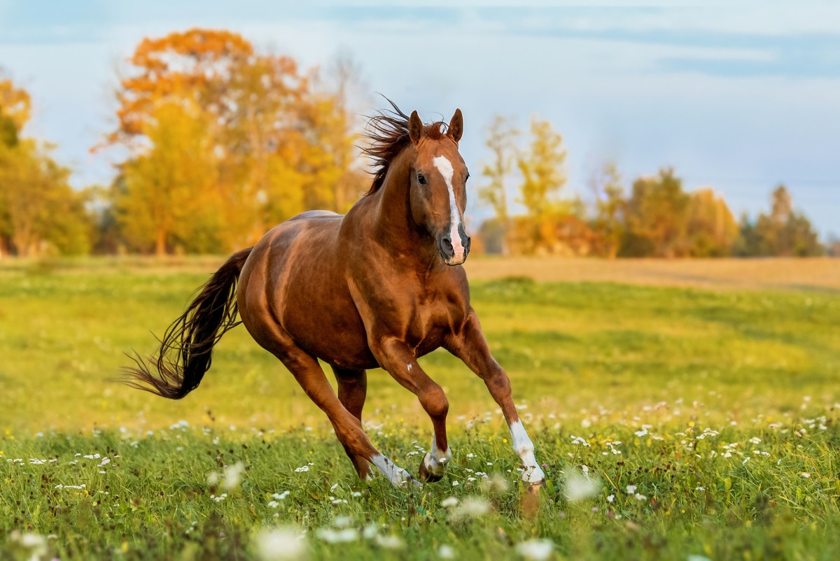 Video of Horse Getting Scared by His Own Fart Is Absolutely Priceless