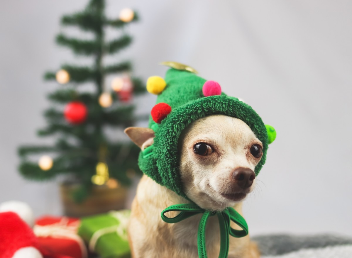 Little Chihuahua's Reaction to the Christmas Tree Is Total Cuteness ...