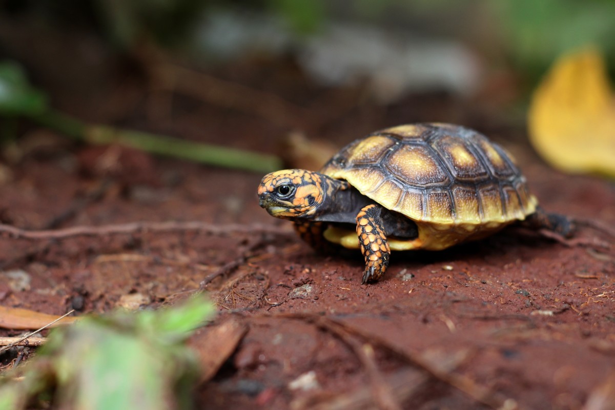 Video Showing Day In The Life Of Tiny Tortoise Is So Irresistible 