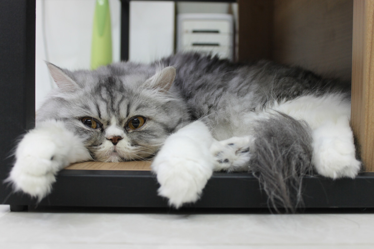 Bored cat