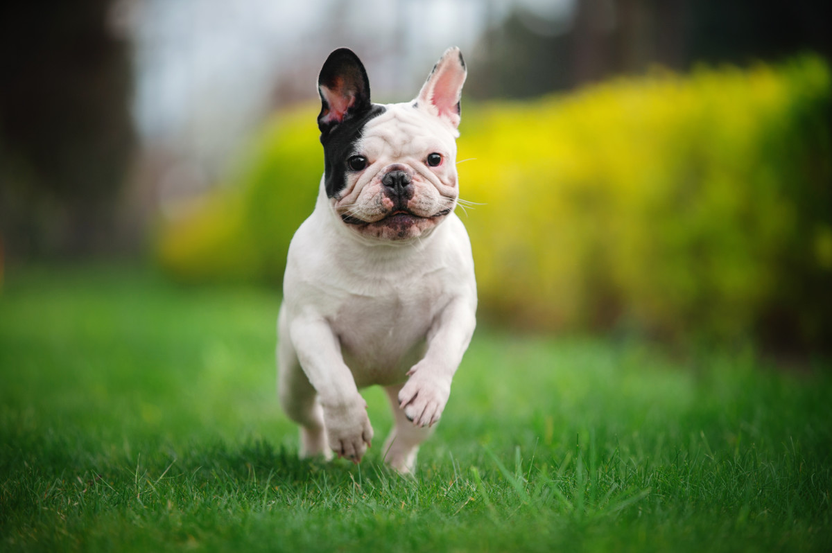 Video of French Bulldog Belting Out His 'Dunkin Donuts' Order Is ...