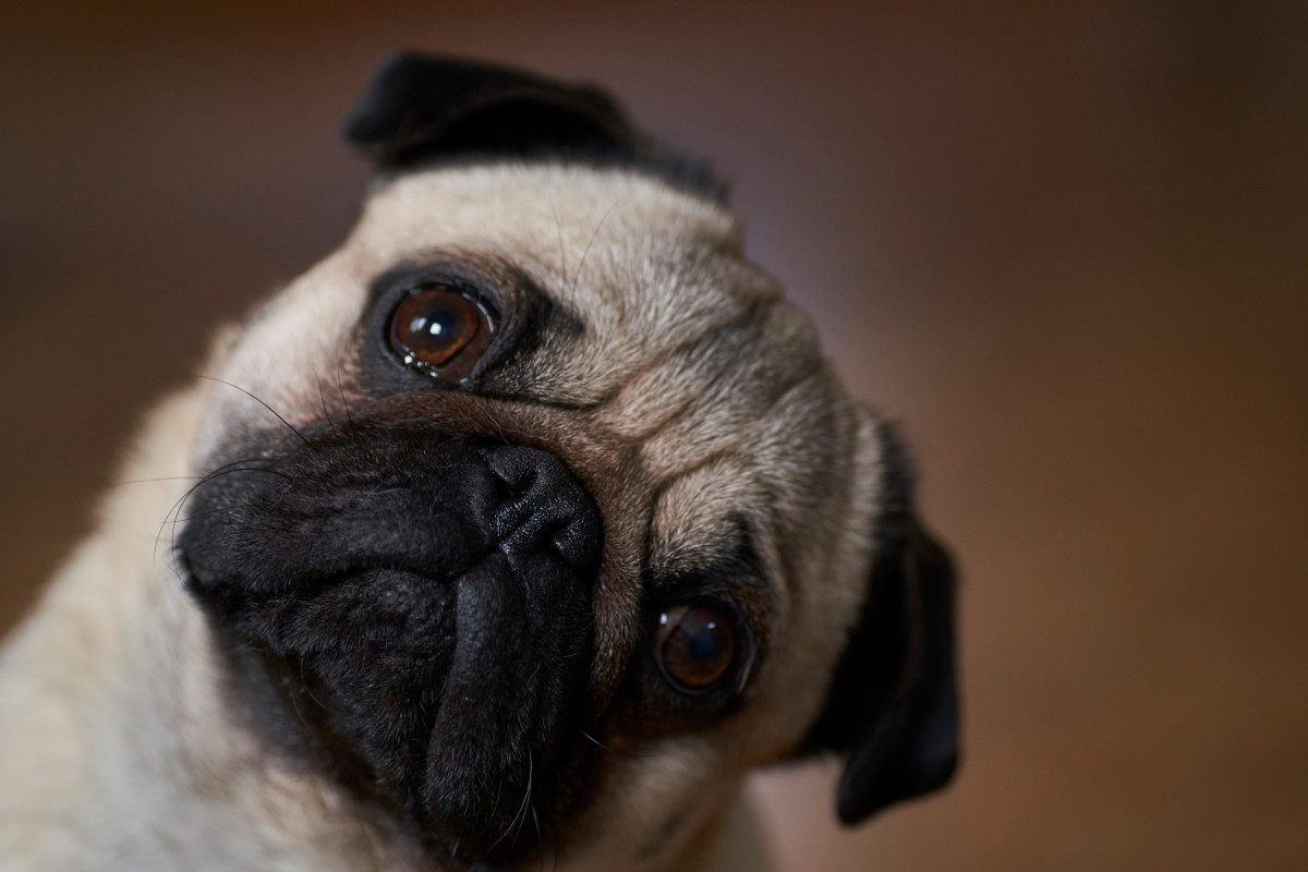 Video of Pug Trying to 'Adjust to Life With a Baby' Is So Perfect ...