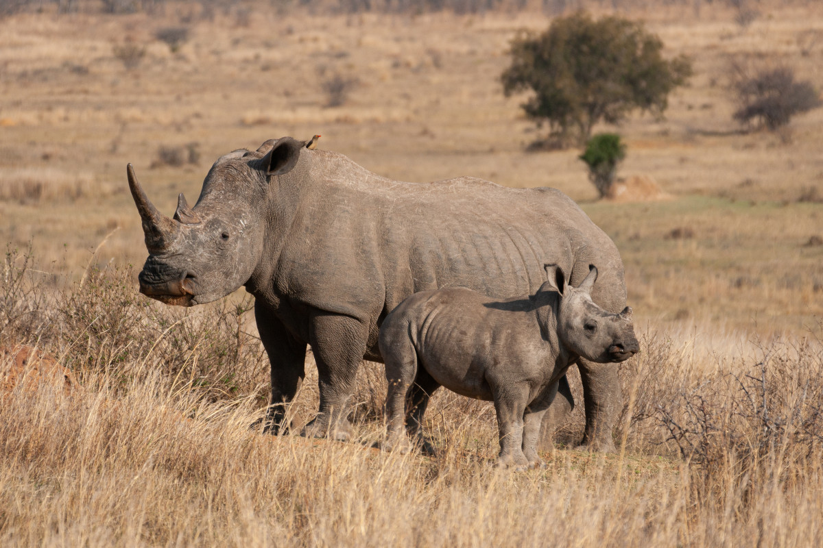 Video of Rhino Sweetly Introducing Her Baby Makes Us So Happy ...