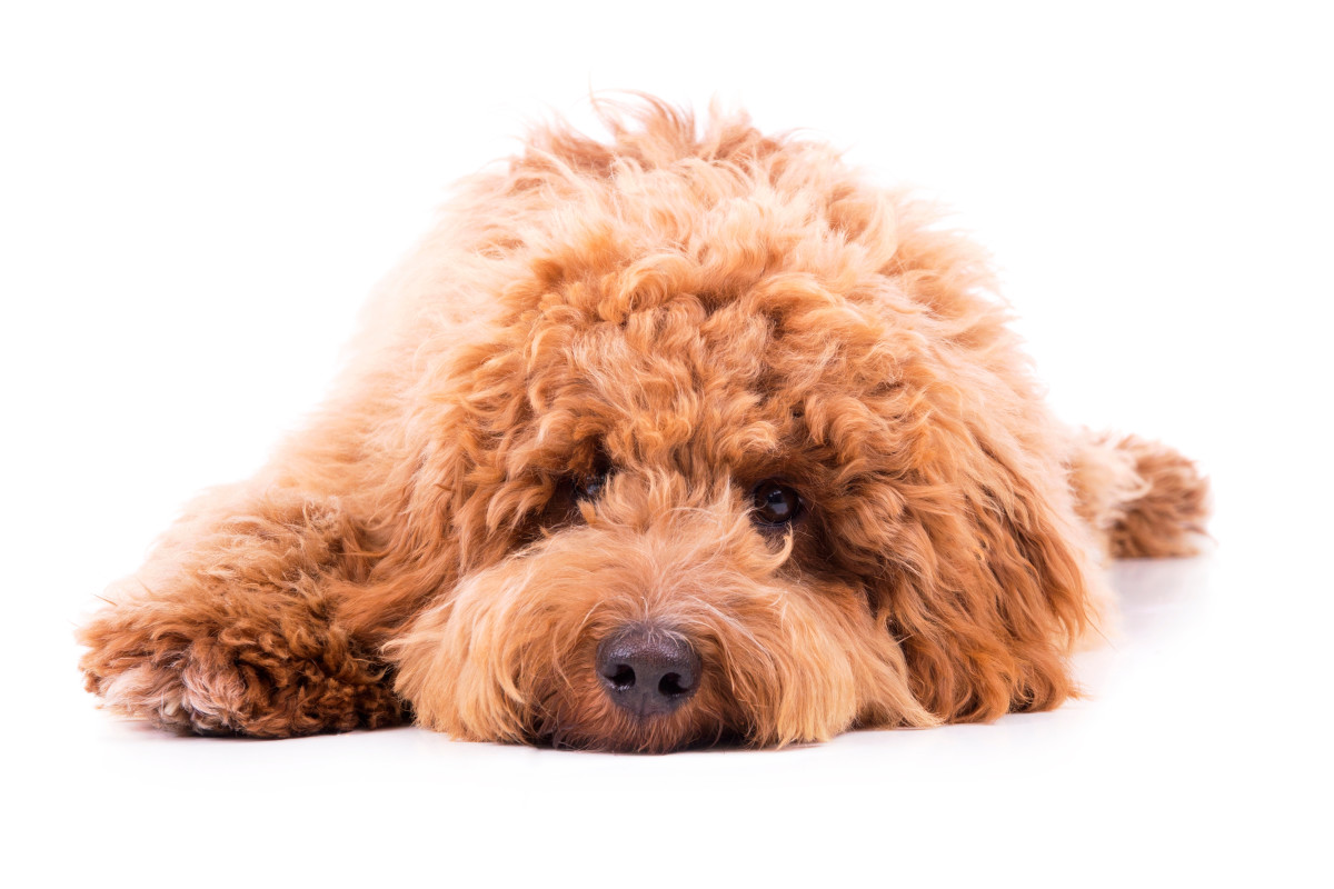 Dog Rides the Subway Dressed as a Little Human and People Are Into It