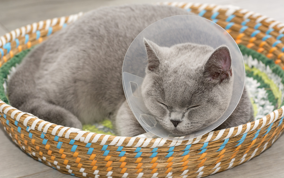 Video of Cat Digging in Litter Box with Cone On Is Totally Unexpected PetHelpful News