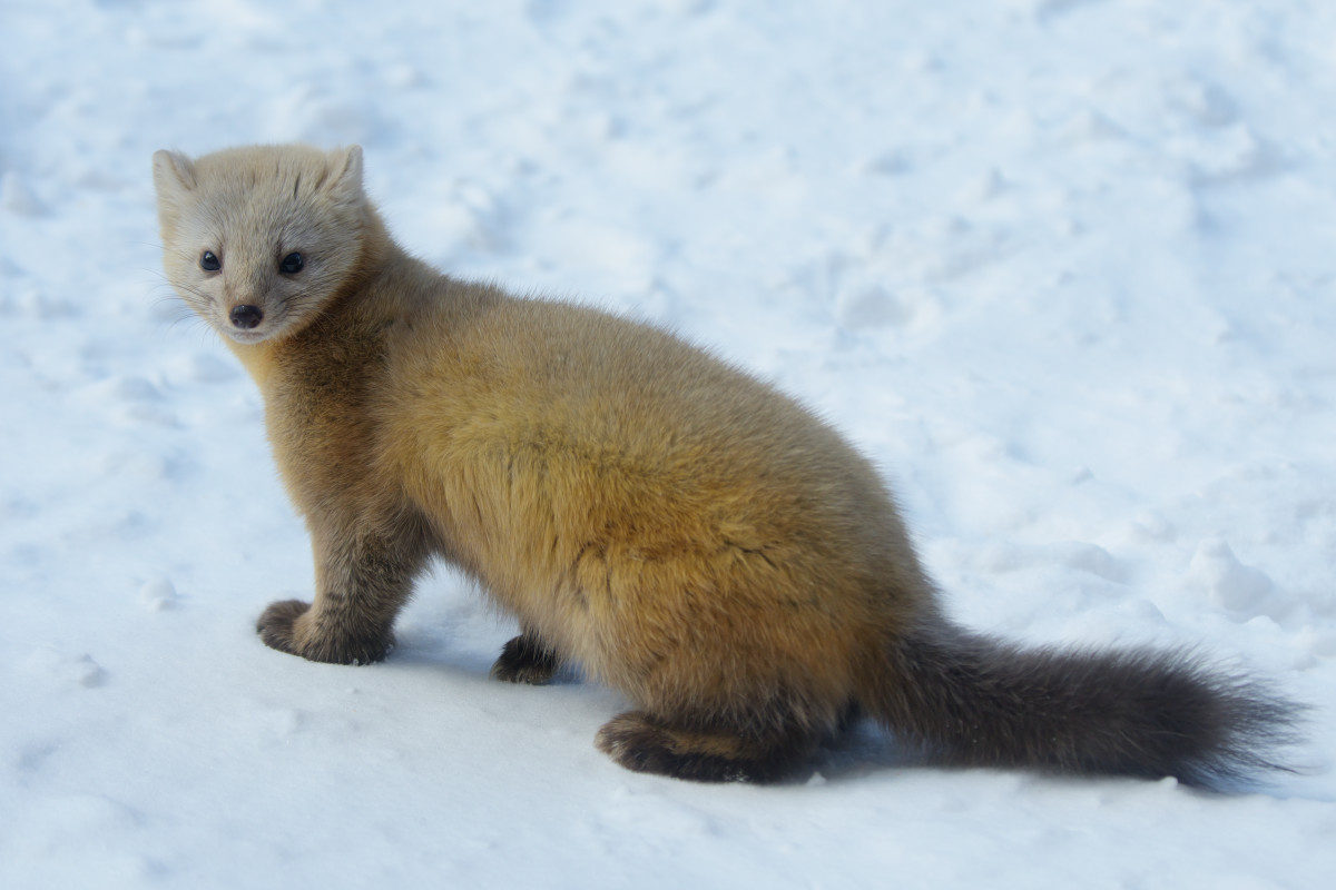 Pet Sable Checking Out Electronic Water Fountain Has Zero Chill