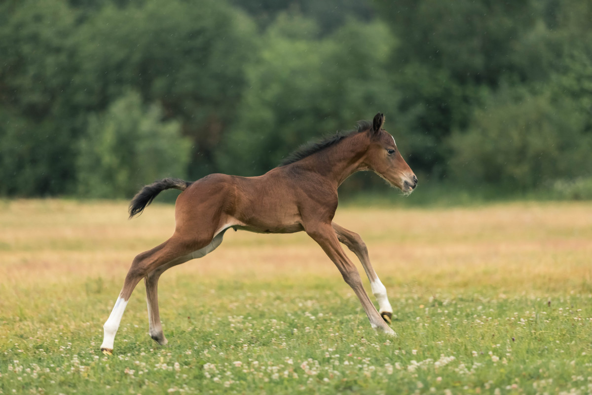 Little Foal's Determination to Play With Humans Is Impossible to Resist ...