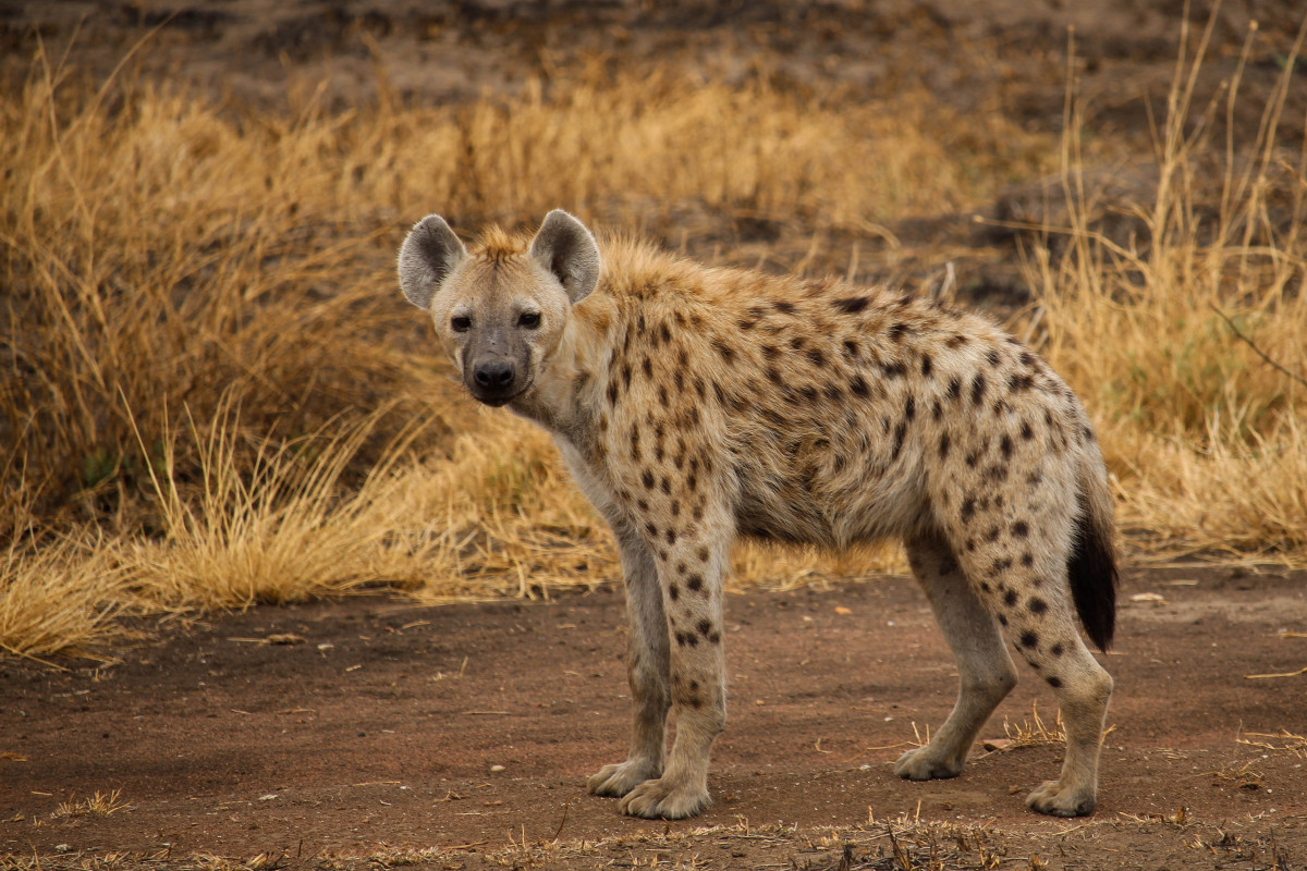 Hyena Playing in a Pile of Leaves Is the Fall Fun We Need - PetHelpful News