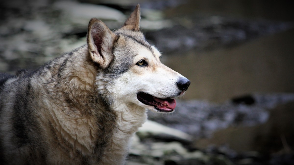 Video of Wolf Living His Best Life at a Sanctuary Warms Our Hearts ...