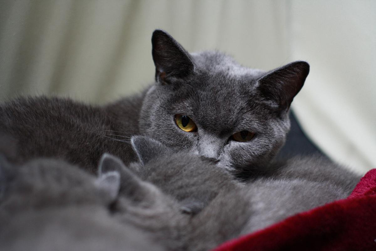 Older Cat's Sweet Bond With New Kitten Gives Us All the Feels