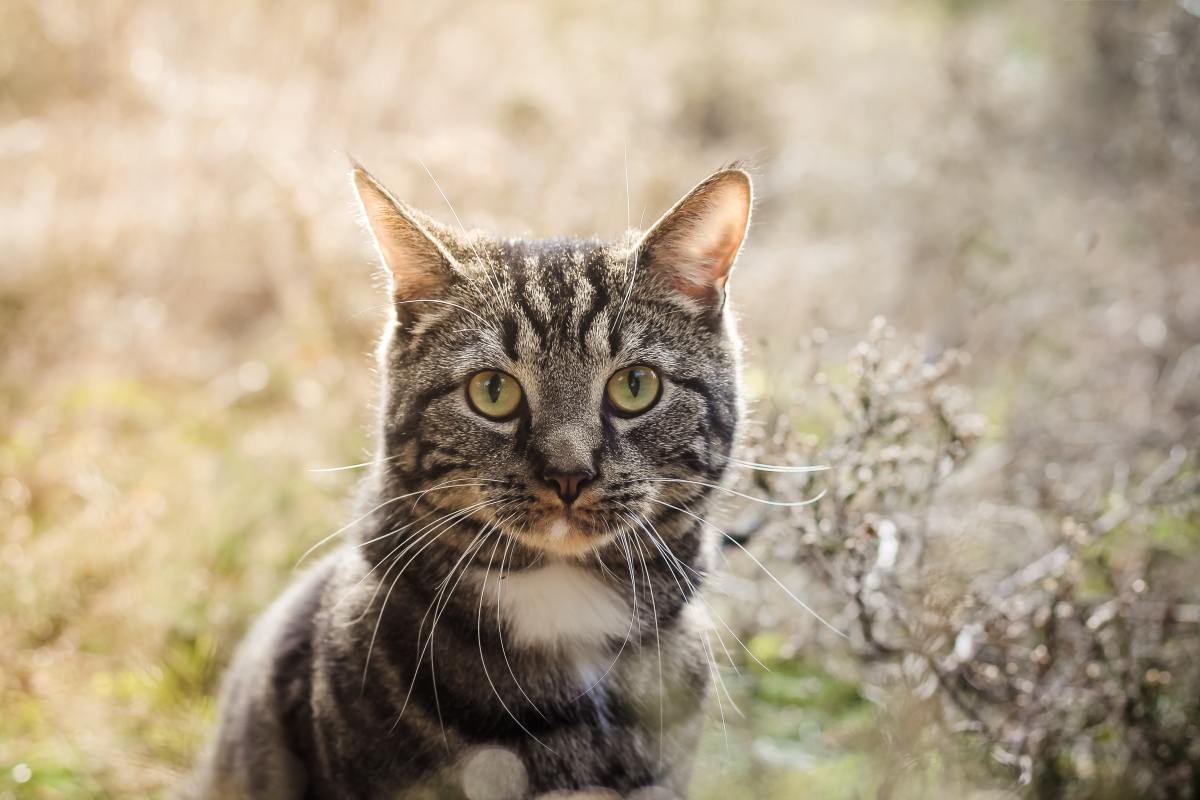 Wonderful cat. Полосатая кошка. Коричневая полосатая кошка. Полосатая кошка любопытная. Полосатая кошка злая.