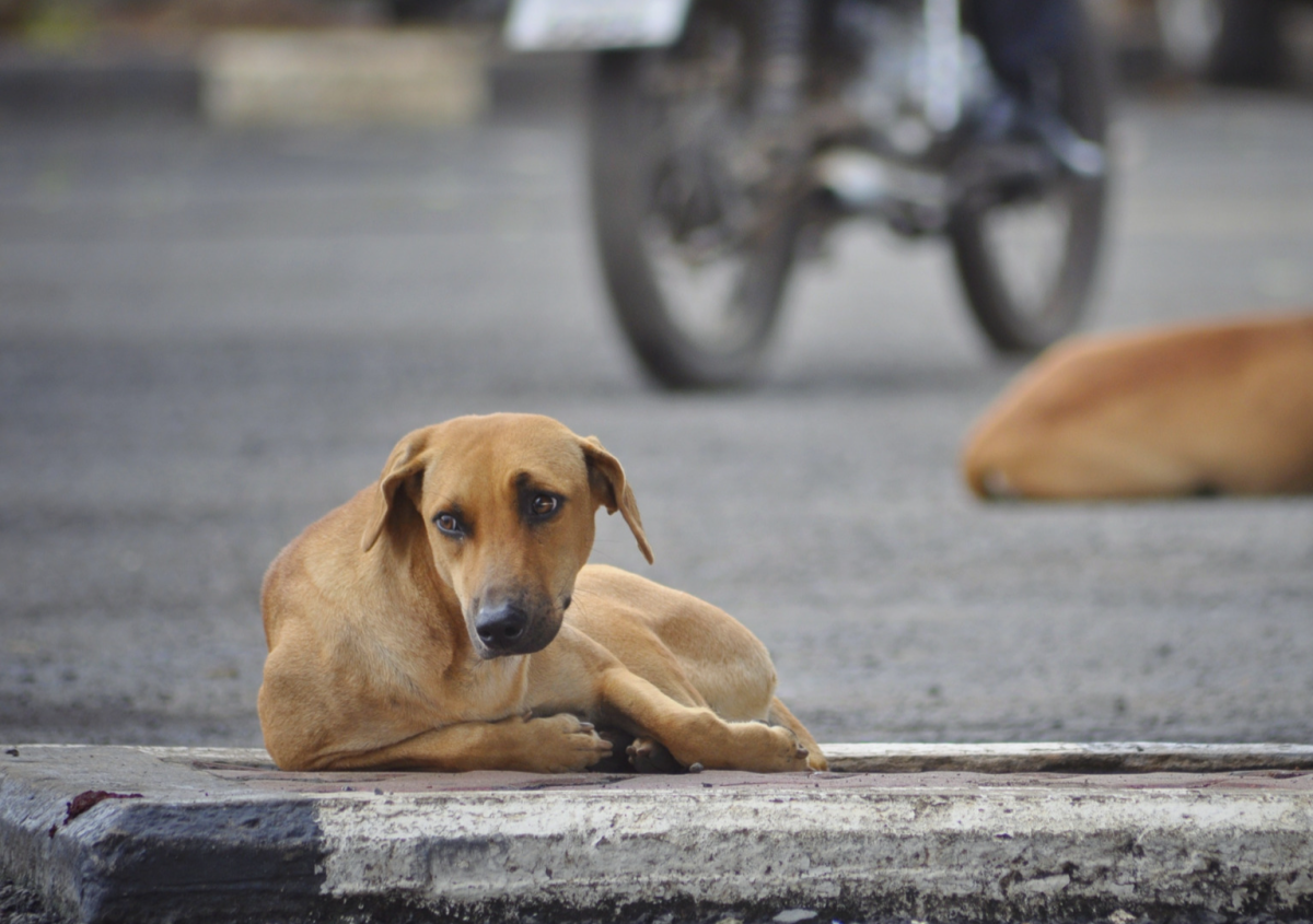 Thailand Street Dog’s Miraculous Recovery and Transformation Is Truly ...