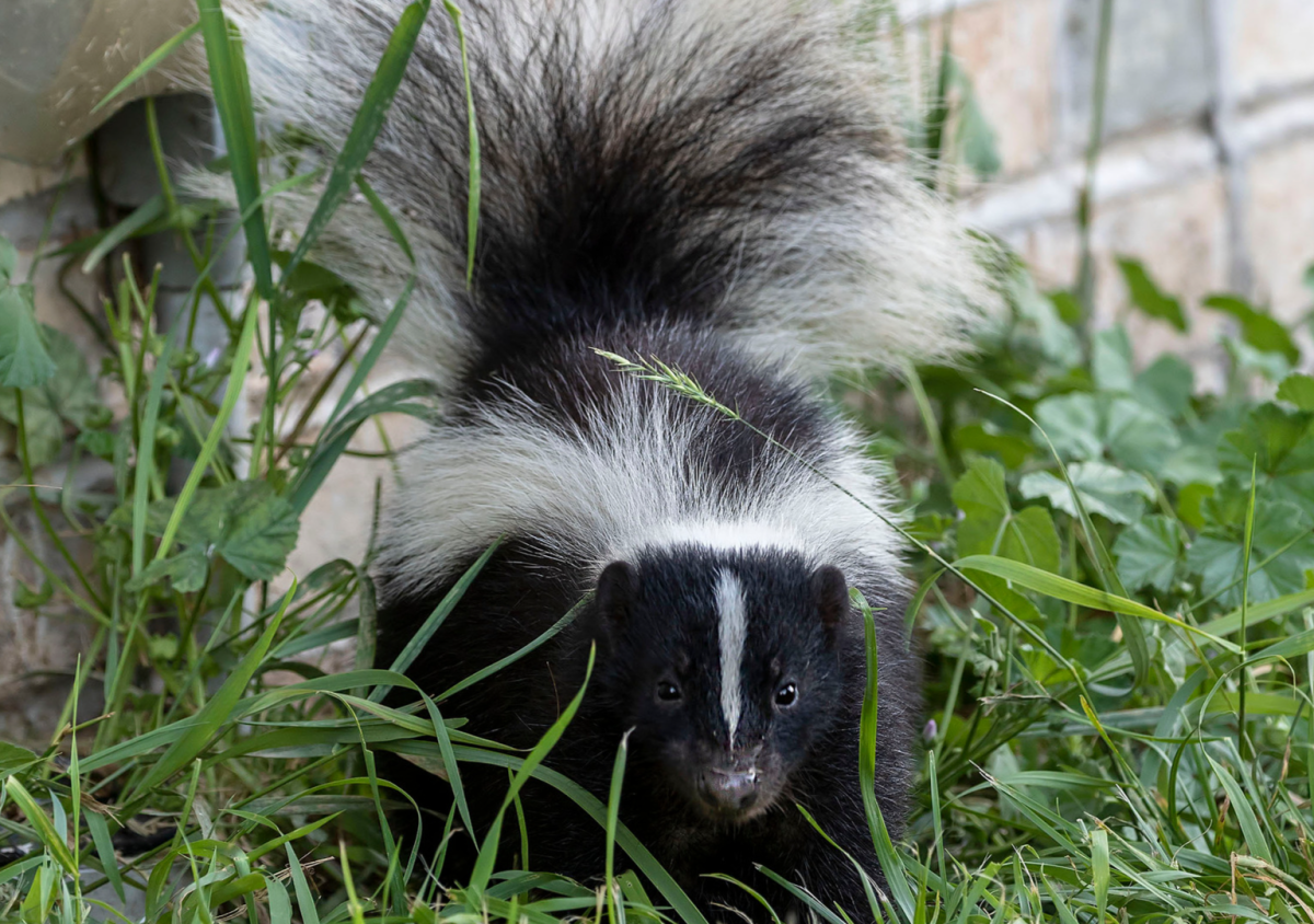 San Diego Humane Society’s Precious Baby Skunk Is Winning Hearts ...