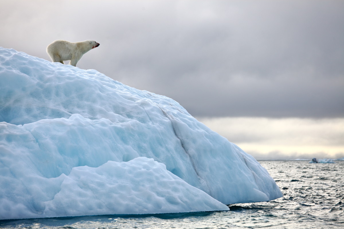 Sweet Image of a Napping Polar Bear Wins Wildlife Photography Award