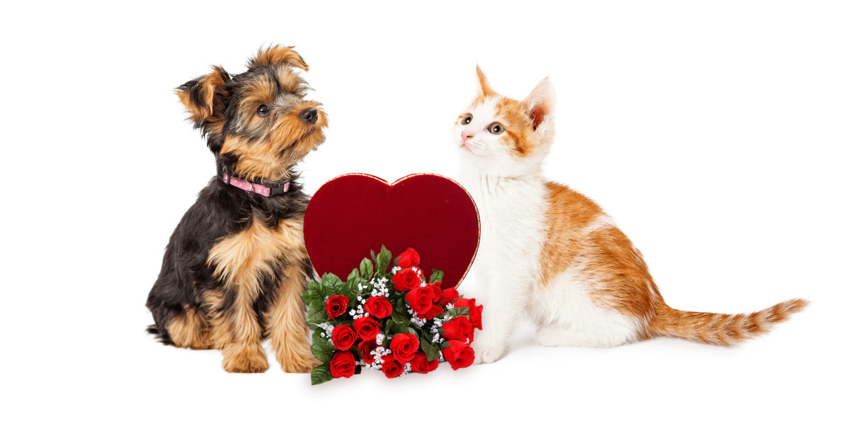https://pethelpful.com/.image/t_share/MjA0MzIwMTc1MDc4NTE2MTY1/valentine-flowers-dangerous-cat-dogs.jpg