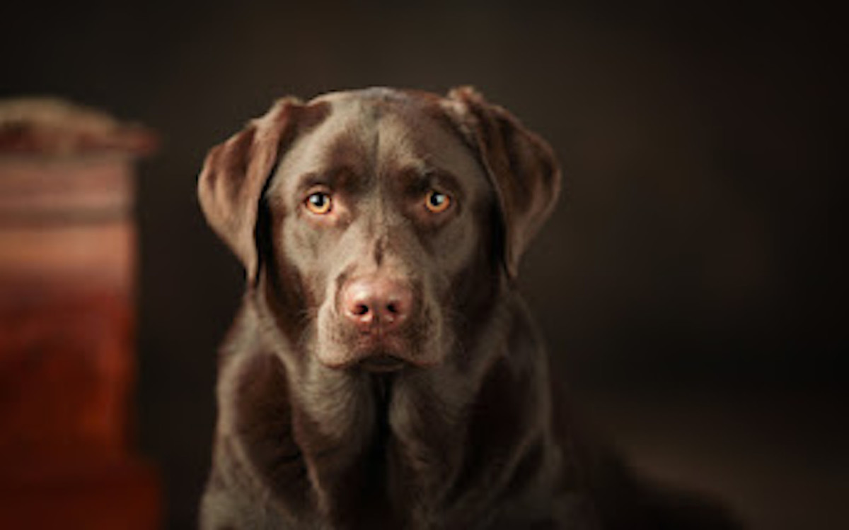 Therapy Dog Is Best Makeover Assistant for Women with Cancer ...