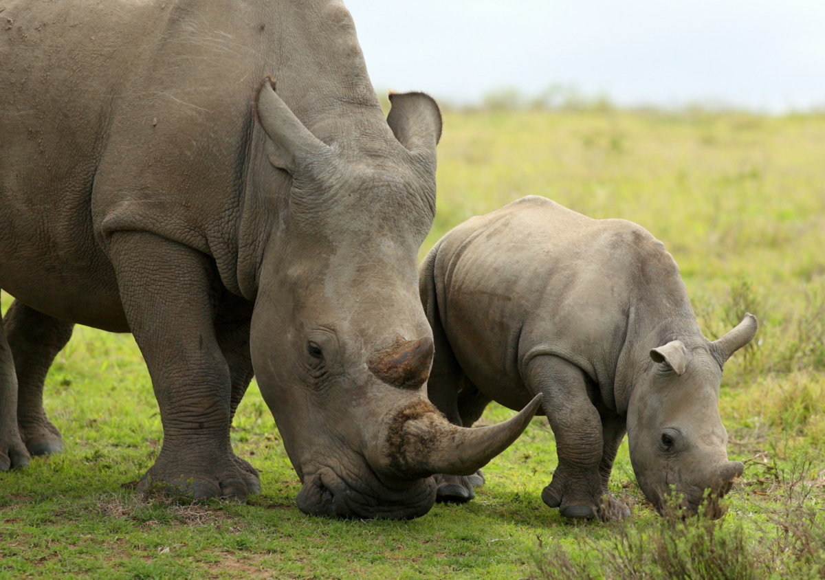 Indianapolis Zoo Announces the Birth of Their Very First White Rhino ...