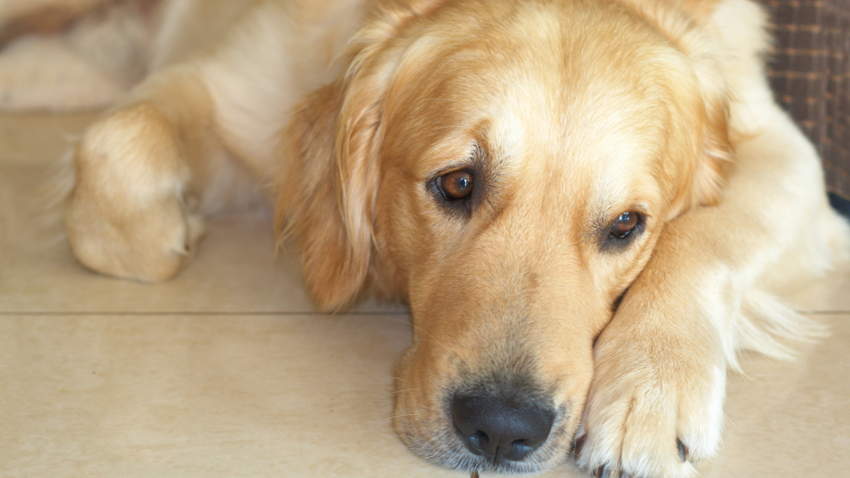 Golden Retriever Sweetly Seeks Comfort in Human Baby Sibling After ...