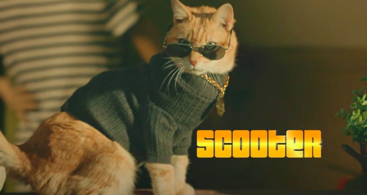 Song About 'Scooter The Neutered Cat' Will Play in Anyone's Head on