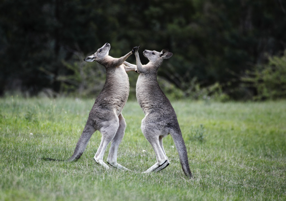 Boxing Kangaroos Totally Duke It Out at Nashville Zoo PetHelpful News