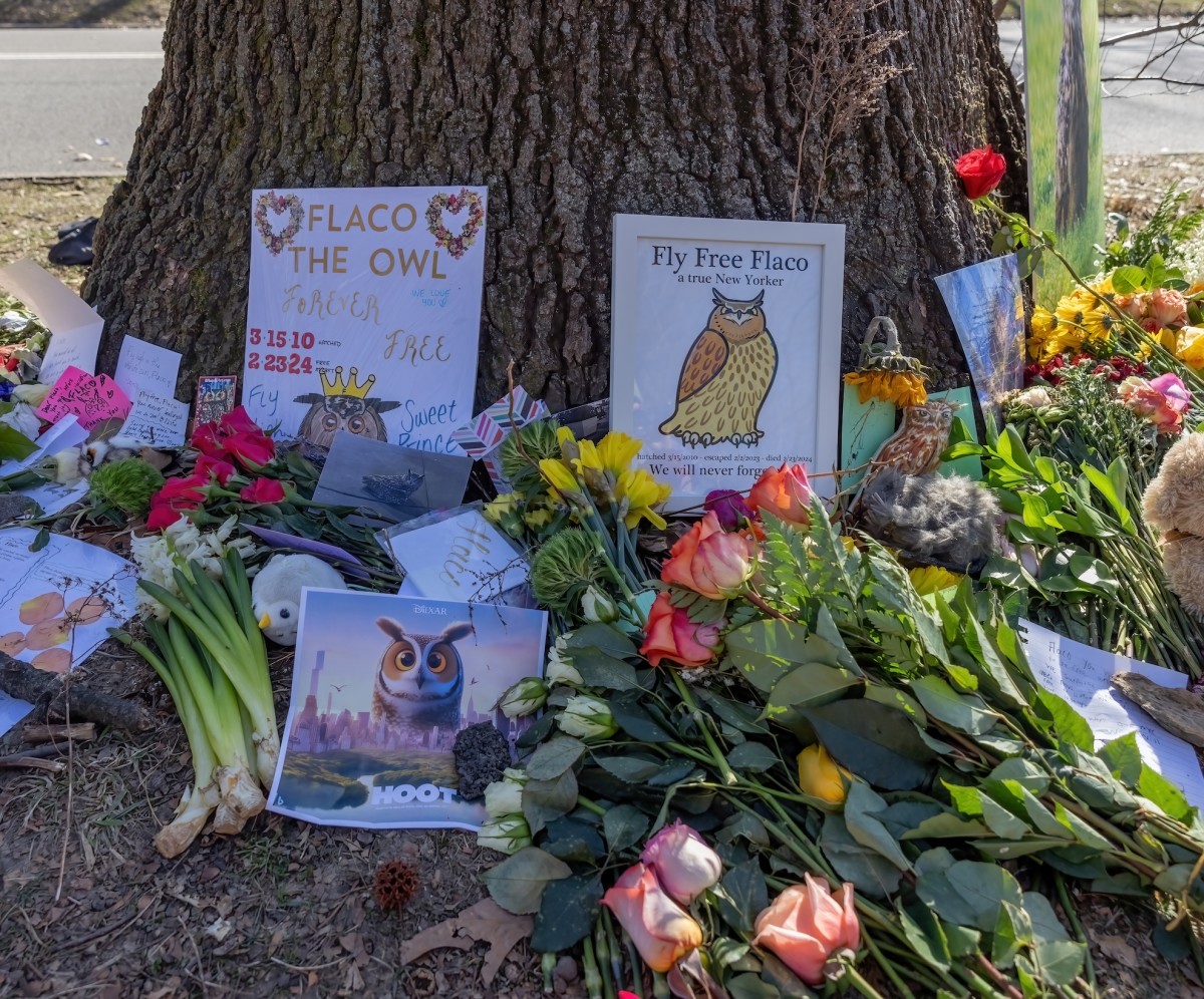 Dozens Of Mourners Gather In Central Park To Say Goodbye To Flaco The 