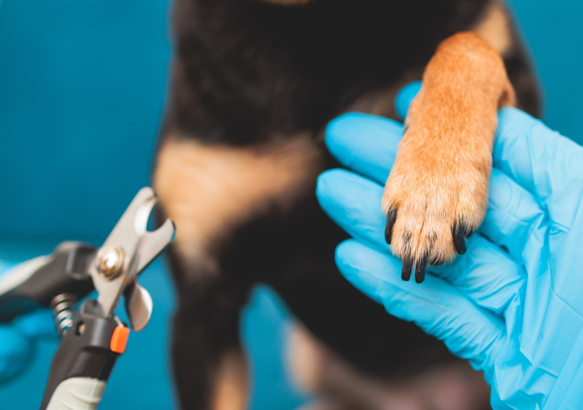 Vet Shares Simple Tip for Easily Cutting Dog’s Black Nails - PetHelpful ...