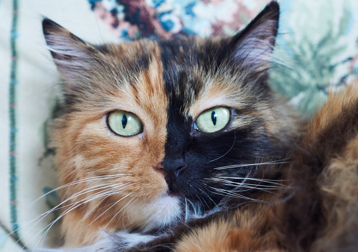 8 Types of Cat Eye Colors and Their Rarity (With Pictures) - Catster